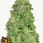 Cannabis seeds CBD Auto 20:1 from Fast Buds